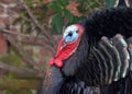 Profile portrait of a male tom turkey Royalty Free Stock Photo