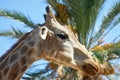 Close up profile muzzle of giraffe Royalty Free Stock Photo