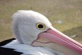 Close up profile of a Pelican Royalty Free Stock Photo