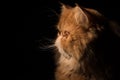 Close up profile Persian Exotic Longhair cat is on black background