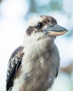 Profile of Bluewinged Kookaburra