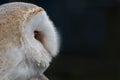 Close up profile portrait of a barn owl Royalty Free Stock Photo