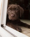 Chocolate Labrador puppy in window