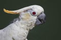 close up profile portrait of a citron crested cockatoo