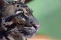 Close up profile portrait of clouded leopard