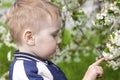 Close-up profile portrait of cute blond baby boy smiling in the middle of cherry blossom garden, touching the flower with finger. Royalty Free Stock Photo