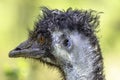 Close up, profile portrait of emu ostrich looking right Royalty Free Stock Photo