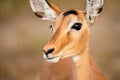 A close up profile portrait of a female black-faced Impala