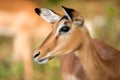 A close up profile portrait of a female black-faced Impala