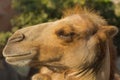 Close up profile portrait of funny cute camel head on a sunny day in the zoo. Royalty Free Stock Photo