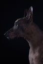 Close up profile portrait of handsome dog, rare breed named Xoloitzcuintle, or Mexican Hairless, standard size with serious look.