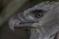 Close-up profile portrait of a harpy eagle
