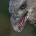 Close-up profile portrait of a harpy eagle