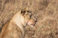 Close up profile portrait of head of female lion, Panthera leo, from the Sand River or Elawana Pride with tall grass of Masai Mara