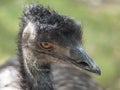 Close up profile portrait, head shot of Australian Emu,Dromaius novaehollandiae, Blurred, natural, bokeh background Royalty Free Stock Photo