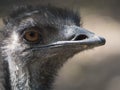 Close up profile portrait, head shot of Australian Emu,Dromaius novaehollandiae, Blurred, natural, bokeh background Royalty Free Stock Photo