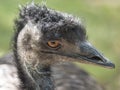 Close up profile portrait, head shot of Australian Emu,Dromaius novaehollandiae, Blurred, natural, bokeh background Royalty Free Stock Photo