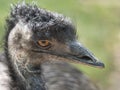 Close up profile portrait, head shot of Australian Emu,Dromaius novaehollandiae, Blurred, natural, bokeh background, Second Royalty Free Stock Photo