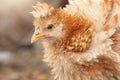 Close-up, profile portrait of nice fluffy ginger feathers hen with tuft Royalty Free Stock Photo