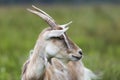 Close-up profile portrait of nice white hairy bearded goats with long horns on bright sunny warm summer day on blurred green