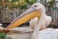 Close up, profile portrait of pelican on natural background. Wildlife photography. Majestic, large bird with huge beak at the zoo Royalty Free Stock Photo