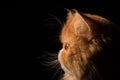 Profile Persian Exotic Longhair cat is on black background