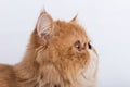 Profile Persian Exotic Longhair cat is on white background