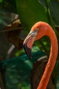 Close-up profile portrait of a pink flamingo Royalty Free Stock Photo