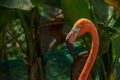 Close-up profile portrait of a pink flamingo Royalty Free Stock Photo