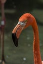 Close-up profile portrait of a pink flamingo Royalty Free Stock Photo