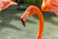 Close-up profile portrait of a pink flamingo Royalty Free Stock Photo