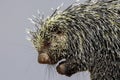 Porcupine