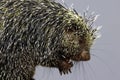 Porcupine