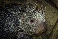 Porcupine