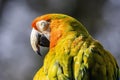 Close up profile portrait of scarlet macaw parrot with dark sky in background