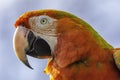 Close up profile portrait of scarlet macaw red parrot.Animal head only Royalty Free Stock Photo