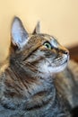 Close up profile portrait of tabby color cat with green eyes. Royalty Free Stock Photo