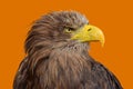 Close up profile portrait of white tailed eagle Royalty Free Stock Photo