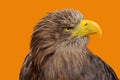 Close up profile portrait of white tailed eagle Royalty Free Stock Photo