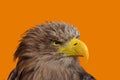 Close up profile portrait of white tailed eagle Royalty Free Stock Photo