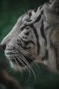 Close up profile portrait of white tiger