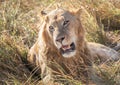 Close up profile portrait of young adult male lion with tall grass around his backlit head Royalty Free Stock Photo