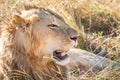 Close up profile portrait of young adult male lion with tall grass around his backlit head Royalty Free Stock Photo