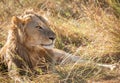 Close up profile portrait of young adult male lion with tall grass around his backlit head Royalty Free Stock Photo