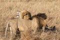 Close up profile portraits of two Sand River or Elawana Pride male lions