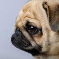 Close-up on a profile of a pug (3 years) Royalty Free Stock Photo