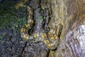 Close Up Rainforest Hog Nosed Pit Viper on Jungle Floor