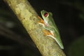 Close Up Profile Red Eyed Tree Frog at Night Royalty Free Stock Photo