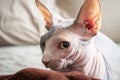 close-up profile shot of a beautiful and cute sphinx cat
