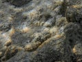 Close up strange crocodile fish camouflaged on sandy ocean floor